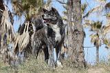 AKITA INU 200